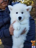 siberian husky puppy posted by Beverly McHargue